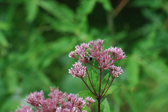 Bumble Bee on a Flowering Succulent Plant