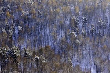 Winter landscape with a dense forest in a mountainous area