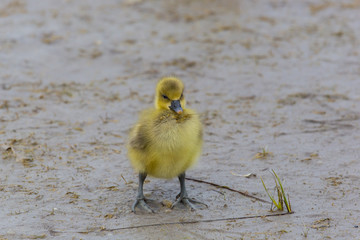 yellow baby gray goose (anser anser) standing in mud © Pascal Halder