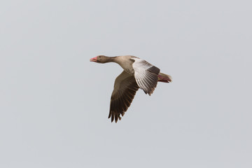 Fototapeta na wymiar portrait of flying gray goose (anser anser) in gray sky