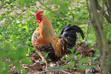 Coq de basse cour