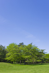 Obraz premium 公園 新緑