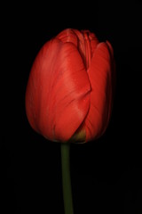 Red Tulip on Black