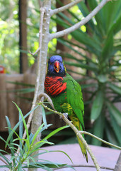 Beautiful bird parrot.