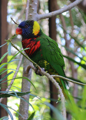 Beautiful bird parrot.