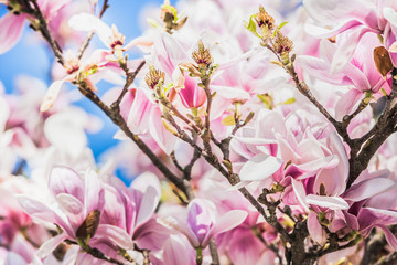 Pink magnolia blossom on magnolia tree, springtime nature background