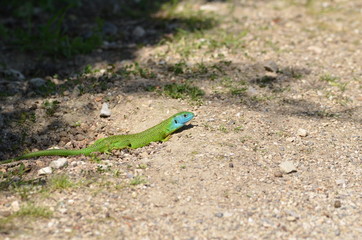 Lézard vert occidental (Lacerta bilineata)