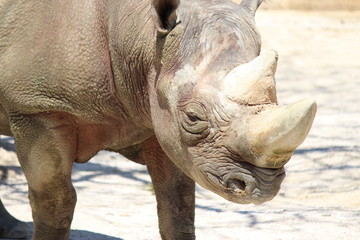 Obraz premium アップのサイ