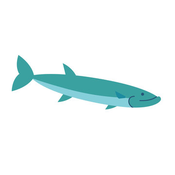 Vector Illustration of a Barracuda
