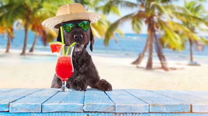 Black mutt dog posing with colorful cocktail.