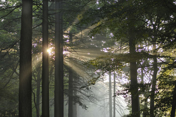 Sunbeams during sunrise in forest