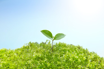 苔に生える双葉の成長と環境イメージ 