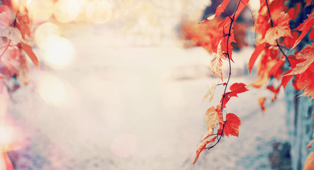 Lovely red autumn leaves with sun light and bokeh, outdoor fall nature background, banner