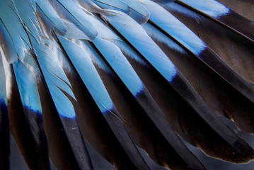 Feathers of European roller