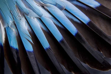 Foto auf Acrylglas Feathers of European roller © Sebastian