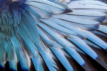 Feathers of European roller