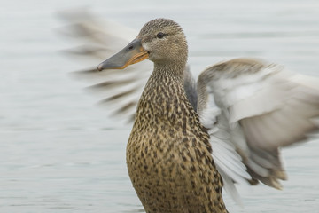 Female northern shoveler with open wings