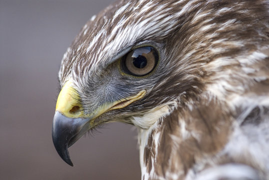 Portrait of common buzzard