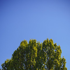 Treetop in Spring
