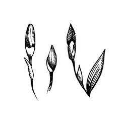 Fototapeta premium Hand drawn buds. Sketch, vector illustration.