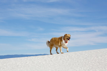 Dog walking along sand dunes, White Sand New Mexico