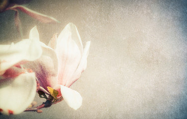 Magnolia flowers blooming ,retro styled