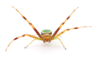 Green spider on white.