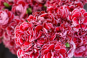 Closed up of Red carnation flowers, selective focus
