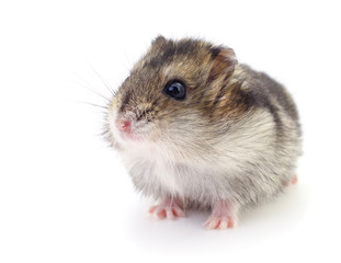 Small domestic hamster.