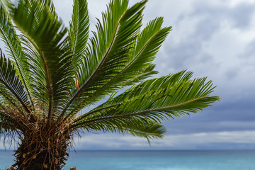 Fototapeta na wymiar Plam tree in front of the blue ocean