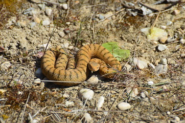 Vipère aspic (Vipera aspis)