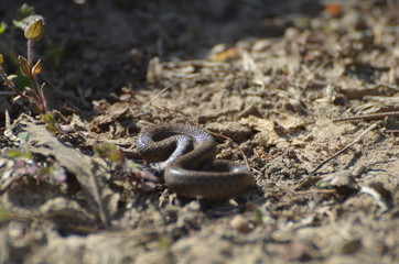 Coronelle lisse (Coronella austriaca)