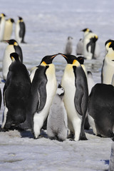 Obraz premium Emperor Penguins with chick