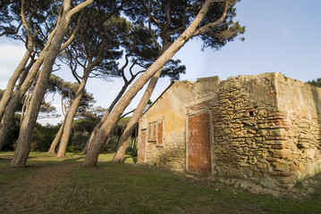 Stone pine forest with ruins in Tuscany