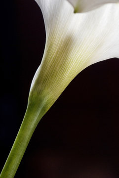 Arum-lily on black background