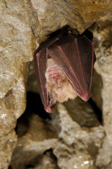 Greater Horseshoe Bat in hibernation in a cave