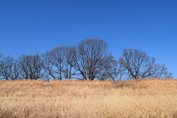 冬の情景　冬の木と土手の枯れ草
