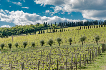 Panorama of green chianti hills in tuscany italy in spring, land of red wine and cypresses