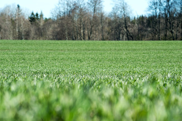 New wheat in spring time.