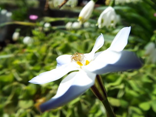 Fototapeta premium ササグモ jumping spider