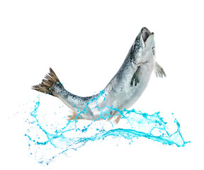 Obraz premium Salmon fish jumping out of water