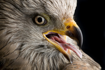 Portrait of Black Kite showing nice detail of eye and raptor beak