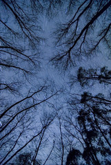 Startrails through a forest in Tuscany