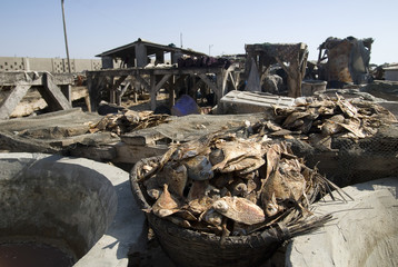 Large amounts of fish drying in the sun in Saint-Louis