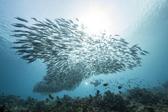 Unterwasser - Riff - Fisch - Fischschwarm - Schwamm  - Tauchen - Curacao - Karibik