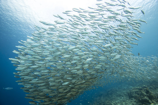 Unterwasser - Riff - Fisch - Fischschwarm - Schwamm  - Tauchen - Curacao - Karibik