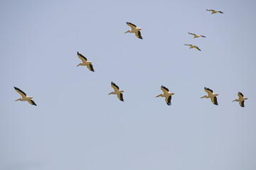 Formation of great white pelicans
