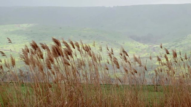 Upper Galilee. North of Israel. Reserve. The mountains. Reeds. Trees and bird