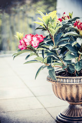 Pretty Rhododendron blooming in urn planter on terrace or balcony. Patio container gardening with Rhododendron , front view