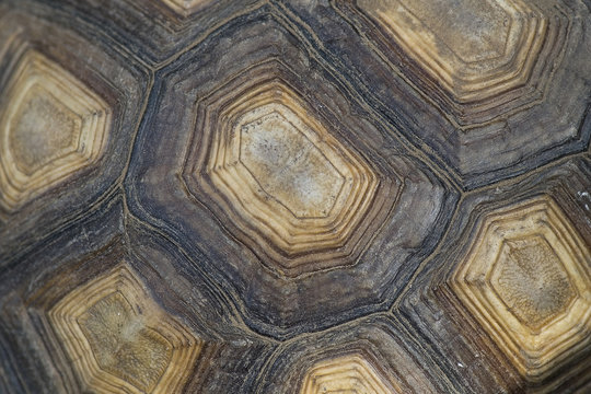 Detail of shell of turtle